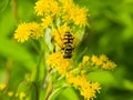 Horse-fly male on goldenrod, solidago, flower, close-up with bokeh background, selective focus, shallow DOF