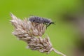 Horse fly