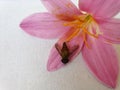 Horse fly on pink lily flower with white background, Insect photography, Macro shot of insect on flower Royalty Free Stock Photo