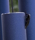 Horse Fly Preening On Blue Chimes