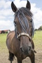 Horse with fly-proofing