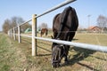 Horse with fly protection on the face grazing at the meadow fence