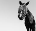 Horse with a fly protection mask on the face in black white Royalty Free Stock Photo