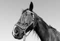 Horse with fly protection mask on the face in black and white Royalty Free Stock Photo