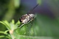 The horse-fly is a fly from the Tabanidae family