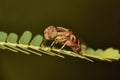 Horse fly, Tabanidae, Rayagad Odisha , India