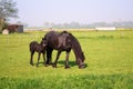 Horse and foal