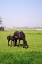 Horse and foal Royalty Free Stock Photo