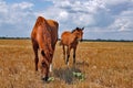 Horse with a foal