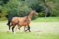 Horse with foal Royalty Free Stock Photo