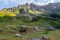 Horse with a foal on the Alpine meadow in mountains of Abkhazia