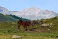 Horse with a foal on the Alpine meadow in mountains of Abkhazia