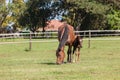 Horse Foal Colt Stud Farm Royalty Free Stock Photo