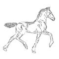 Horse foal design on the white background