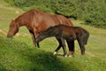 Horse and foal eating the grass on the alpine meadow Royalty Free Stock Photo