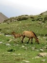 Horse And Foal Eating Grass Of The Meadow At The Mountain Royalty Free Stock Photo