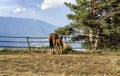 Horse with a foal eating hay by a fence under a tree high in the mountains above a town in the valley Royalty Free Stock Photo