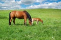 Horse and foal in field Royalty Free Stock Photo