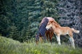 Horse with posterity in the pasture in the summer. Royalty Free Stock Photo