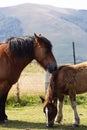 Horse and foal grazing together at sunset in a meadow Royalty Free Stock Photo