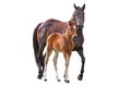 Horse with foal Royalty Free Stock Photo