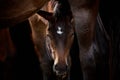 Horse foal looking through legs of mare Royalty Free Stock Photo