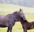 Horse and foal love and care Royalty Free Stock Photo