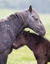 Horse and foal love and care Royalty Free Stock Photo
