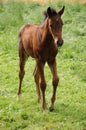 Horse foal in the meadow