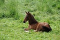 Horse foal in the meadow