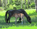 Horse with a foal on the meadow in the woods