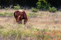 Horse and Foal in the Morning Light Royalty Free Stock Photo