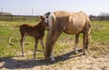 Horse with a foal Royalty Free Stock Photo