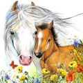 Horse and foal motherhood. background greetings illustration Royalty Free Stock Photo