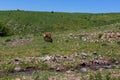 Horse and foal in nature eating grass Royalty Free Stock Photo