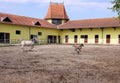 Horse and foal running in corral Royalty Free Stock Photo