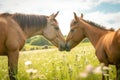 horse and foal sniffing each others noses in a field