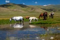 Horse with a foal at a watering hole. Traditional pasture in the mountains