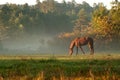 Horse on fog meadow in morning Royalty Free Stock Photo