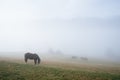 Horse in the fog on a mountain pasture Royalty Free Stock Photo