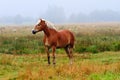 Horse in Foggy Meadow