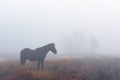 Horse in foggy meadow in mountains valley