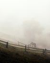 Horse in foggy meadow in mountains valley