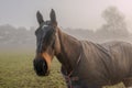 Horse on a foggy misty morning Royalty Free Stock Photo