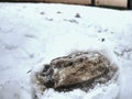 Horse foot print in snow covered ground Royalty Free Stock Photo