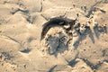 Horse footprint in the sand of the beach