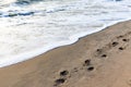 The horse footprints on the sand are a beautiful and powerful sight. It can convey a variety of meanings, including happiness,