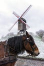 Bruges windmill and a horse