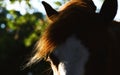 Horse forelock hair close up Royalty Free Stock Photo