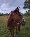 Horse at field, maldonado, uruguay Royalty Free Stock Photo